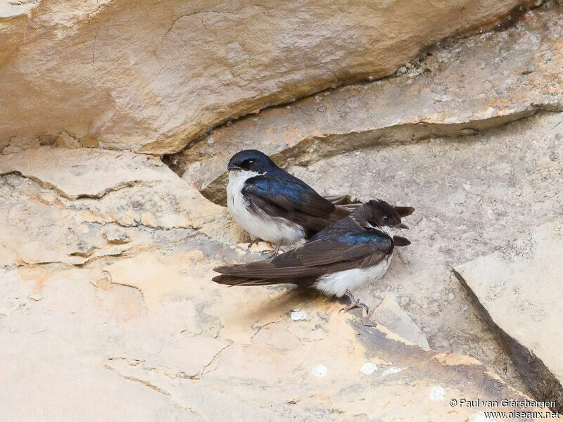 Blue-and-white Swallowadult