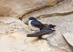 Blue-and-white Swallow