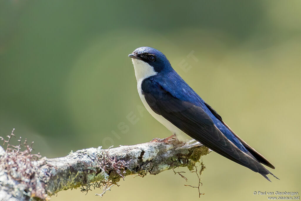 Blue-and-white Swallowadult