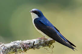 Blue-and-white Swallow