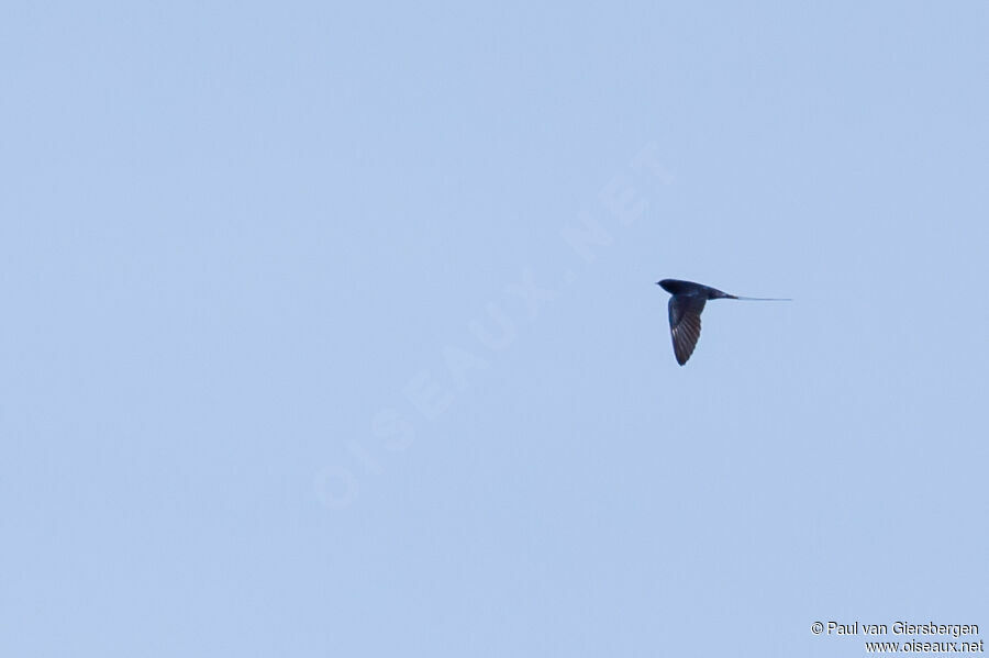 Blue Swallowadult