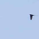 Hirondelle bleue