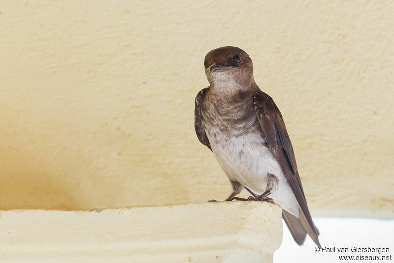 Grey-breasted Martinadult