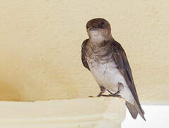 Grey-breasted Martin