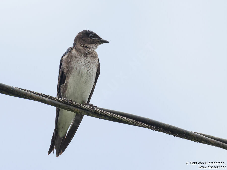 Grey-breasted Martinadult