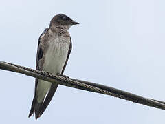 Grey-breasted Martin