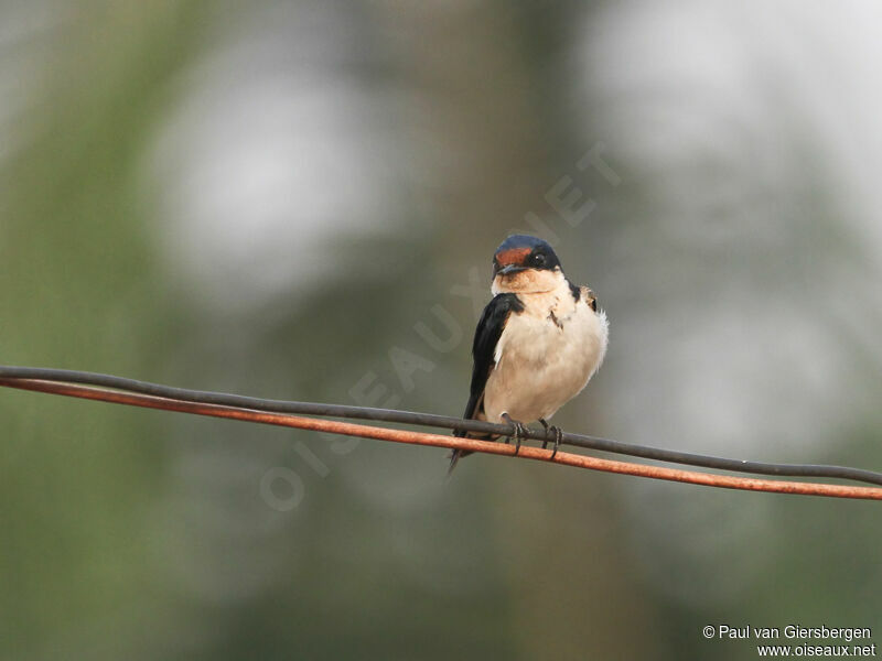 Ethiopian Swallow