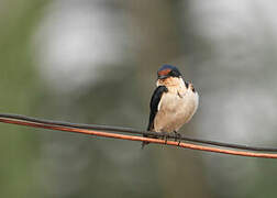 Ethiopian Swallow