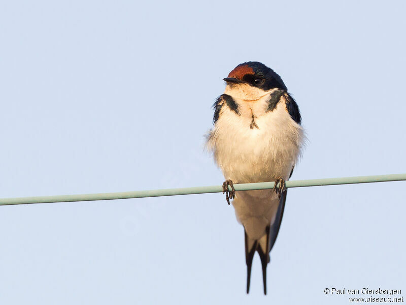 Ethiopian Swallow