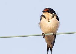 Ethiopian Swallow