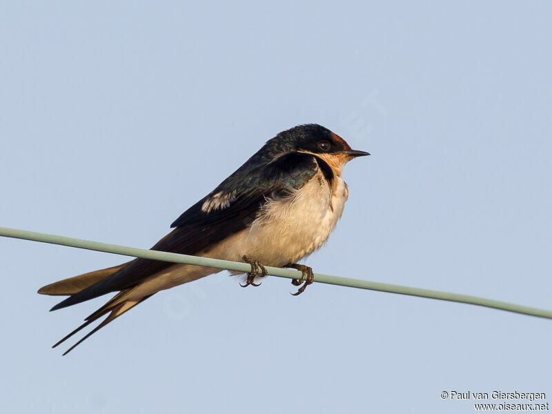 Ethiopian Swallow