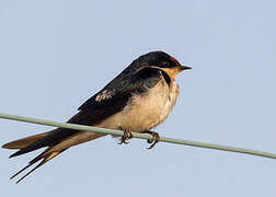 Ethiopian Swallow