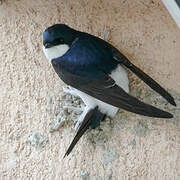 Common House Martin