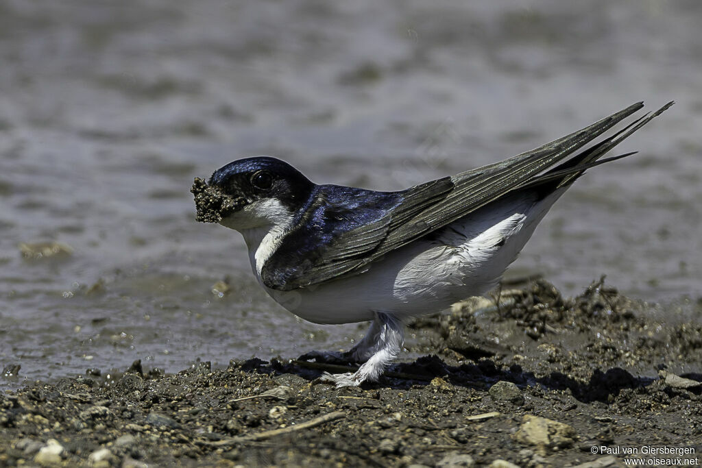 Common House Martin