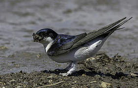 Common House Martin