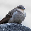 Hirondelle de Fischer
