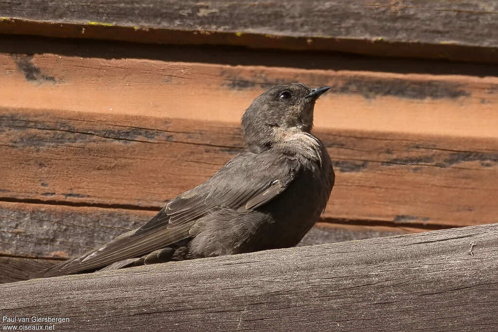 Red-throated Rock Martin