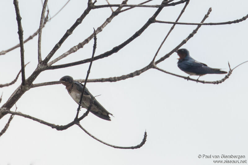 Angolan Swallow