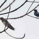 Hirondelle de l'Angola