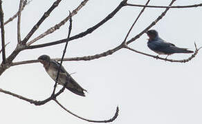 Angolan Swallow