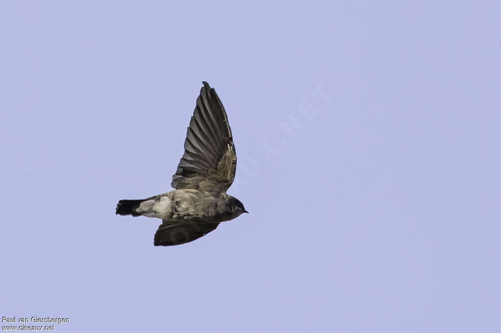 Madagascar Martinadult