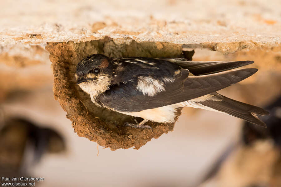 Preuss's Cliff Swallowadult breeding, identification