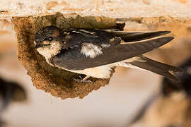 Preuss's Cliff Swallow