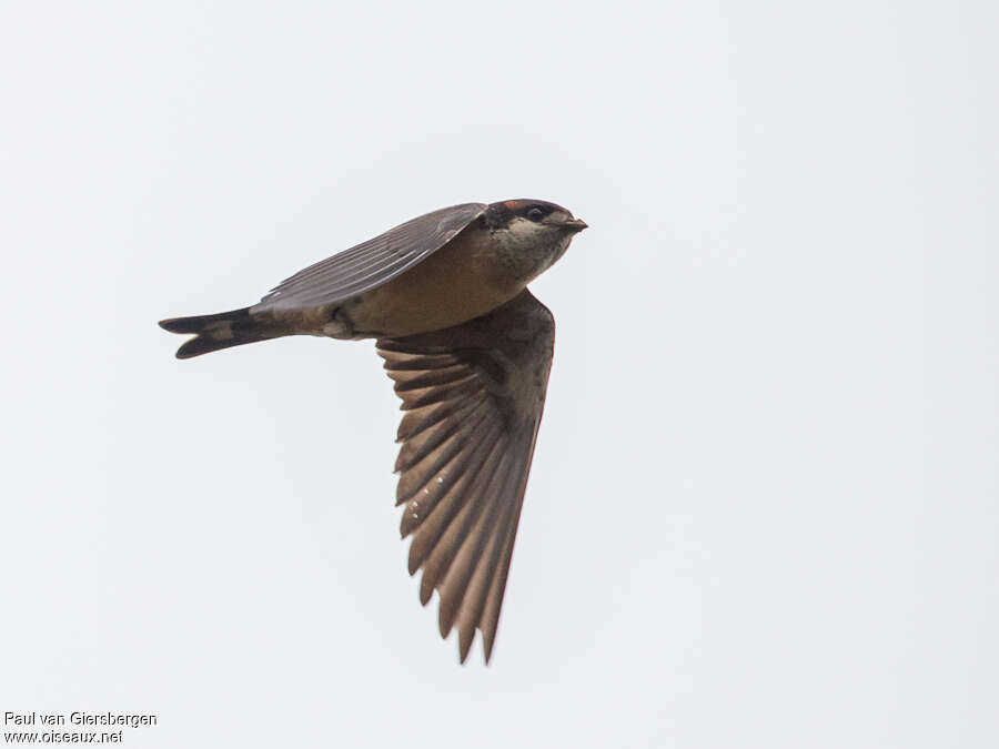 Preuss's Cliff Swallowadult, pigmentation, Flight