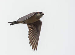 Preuss's Cliff Swallow