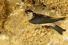 Hirondelle de Preuss