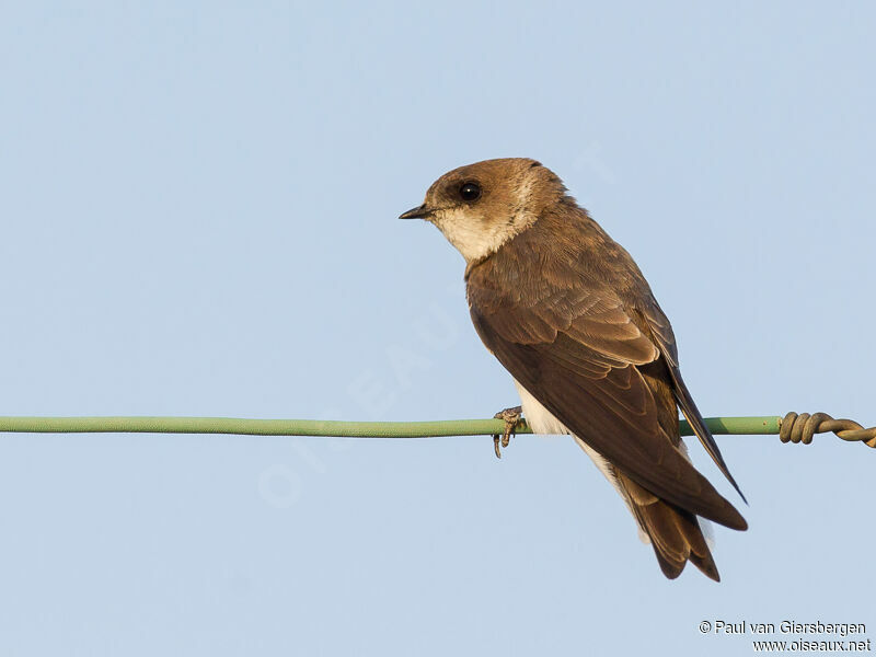 Sand Martin