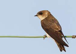 Sand Martin