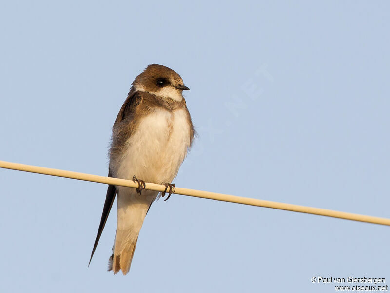 Sand Martin