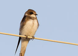 Sand Martin