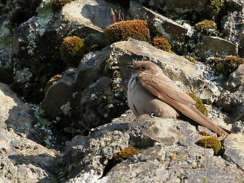 Hirondelle de rochers