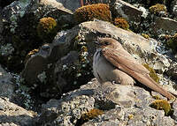 Hirondelle de rochers