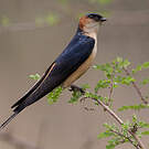 Hirondelle de Rüppell
