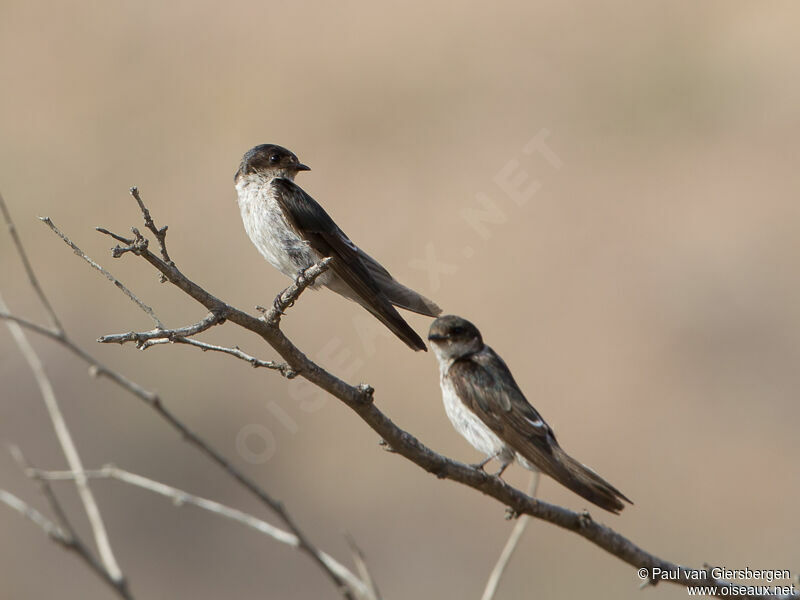 Tumbes Swallow