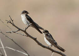 Tumbes Swallow