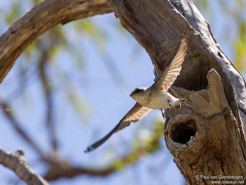 Tree Martin
