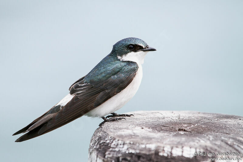 Mangrove Swallow