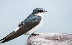 Mangrove Swallow