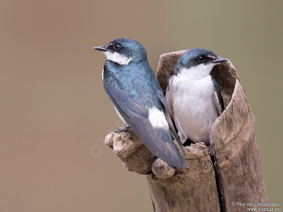 Mangrove Swallowadult