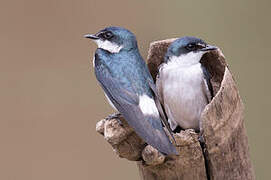 Mangrove Swallow