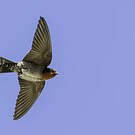 Hirondelle des Nilgiri