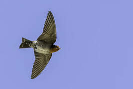 Hill Swallow