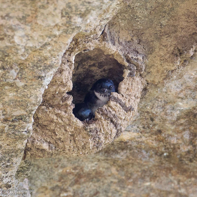 Nepal House Martin