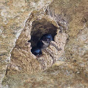 Nepal House Martin