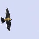 Hirondelle du Sri Lanka