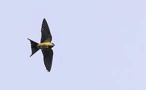 Sri Lanka Swallow